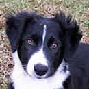 Niles was adopted in January, 2006